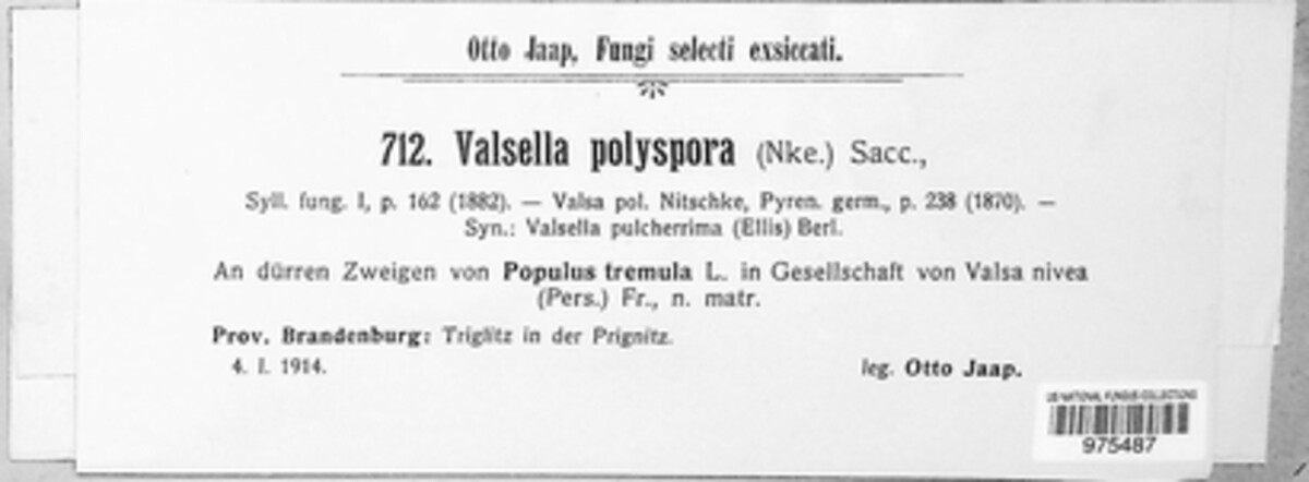 Valsella image